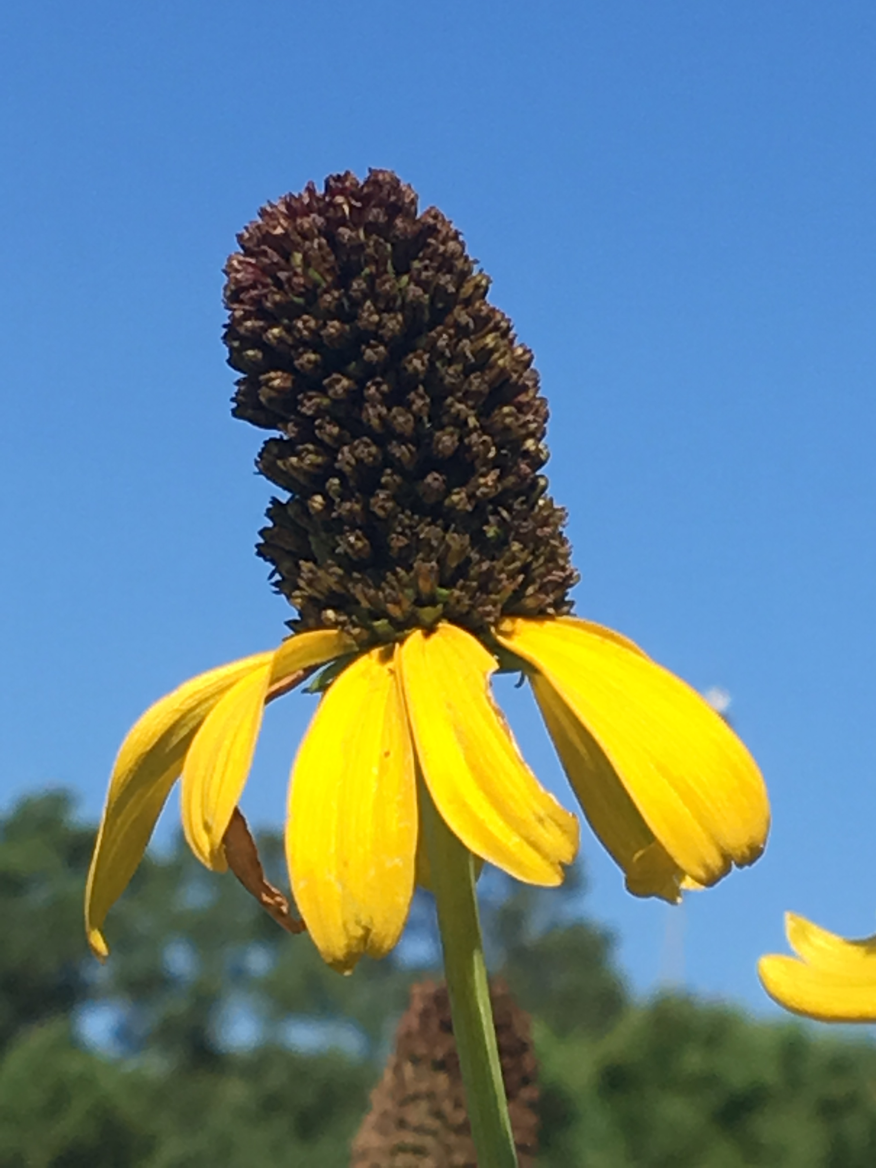 Giant Coneflower Taking your garden to new heights The Woodlands