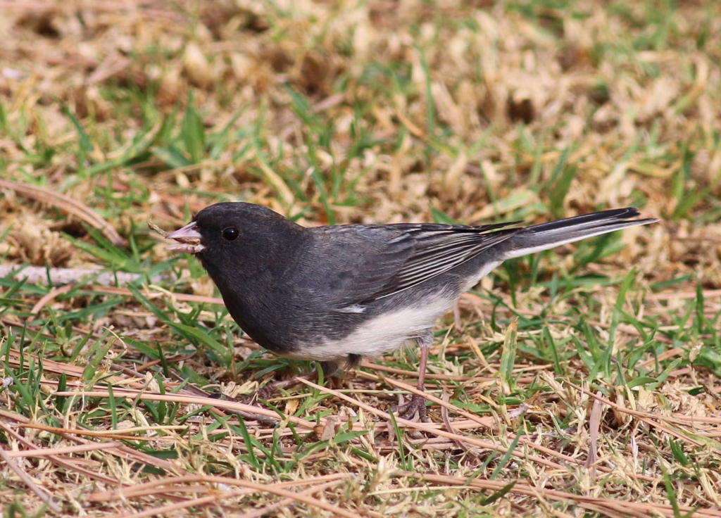 Adult Dark-Eyed Junco (Slate-Colored) among brown and green grass